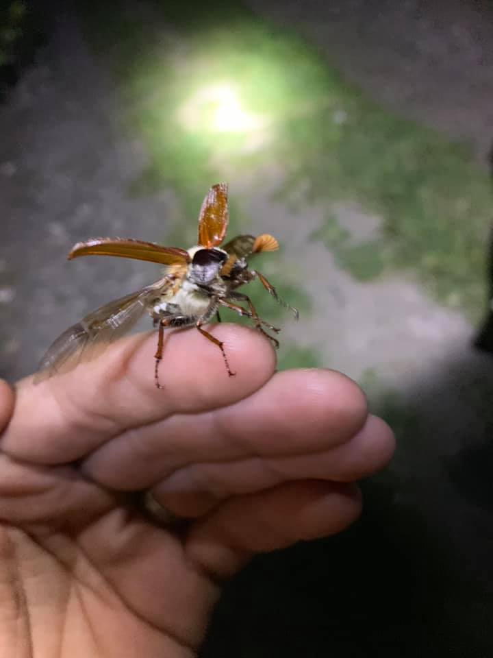 Cockchafer Beetle / Maybug
taking flight